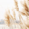 Pampas Grass Wall Art with Seascape Background | Framed poster