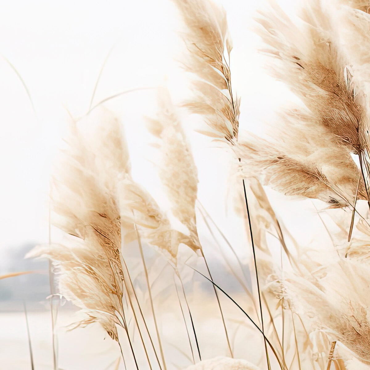 Pampas Grass Wall Art with Seascape Background | Framed poster