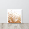 Dried Prairier Fluffy Grass | Framed Poster