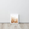 Dried Prairier Fluffy Grass | Framed Poster